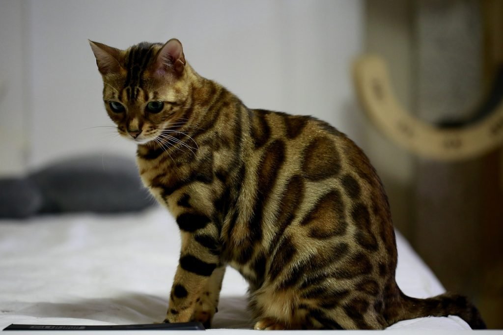 Are Bengal Cats hypoallergenic? 