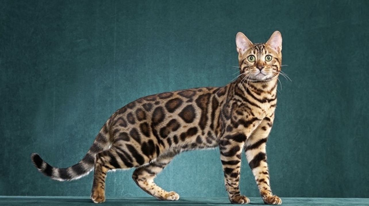 How Much Are Bengal Cats? A Comprehensive Guide for 2024