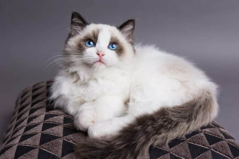 How can you train a ragdoll to be less aggressive?