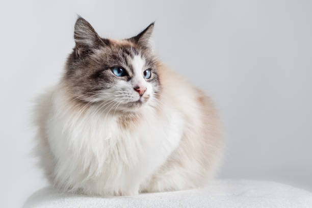 The Benefits of Understanding Your Ragdoll's Intelligence