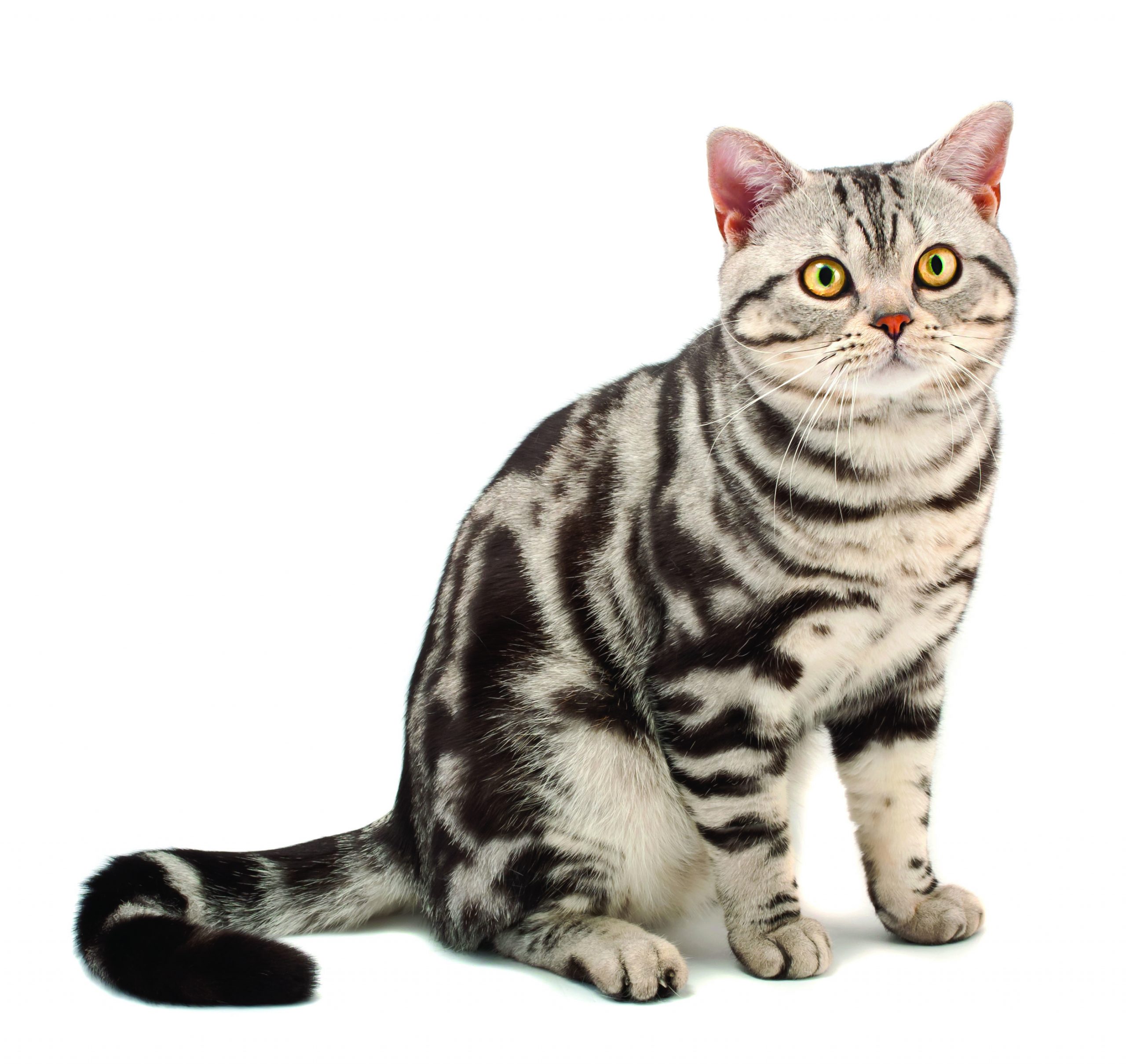 Are American Shorthair Cats Expensive: The Cost of American Shorthair Cats