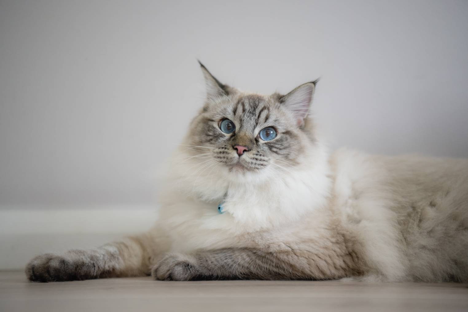 Lilac vs Blue Ragdoll Cats: A Guide to Their Unique Traits