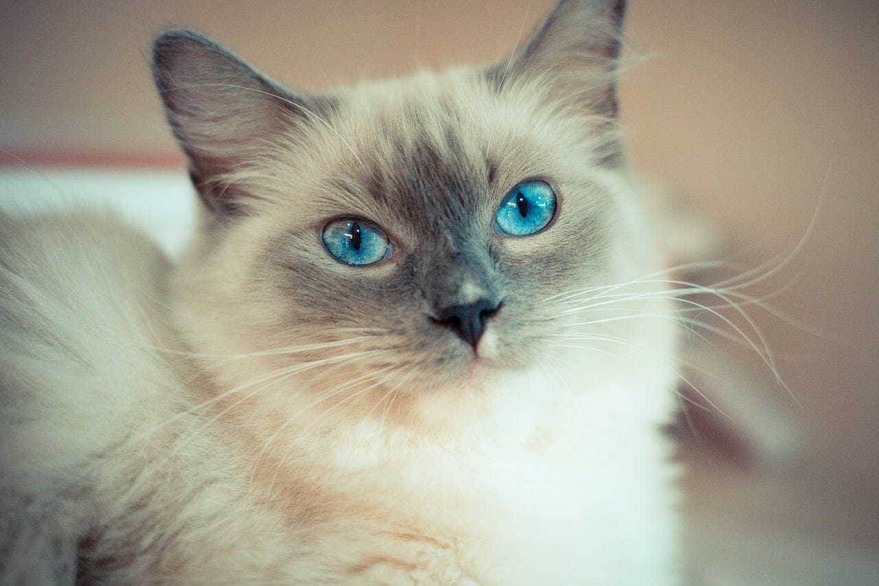 How Much Is a Ragdoll Cat: Ragdoll Cat Ownership Costs