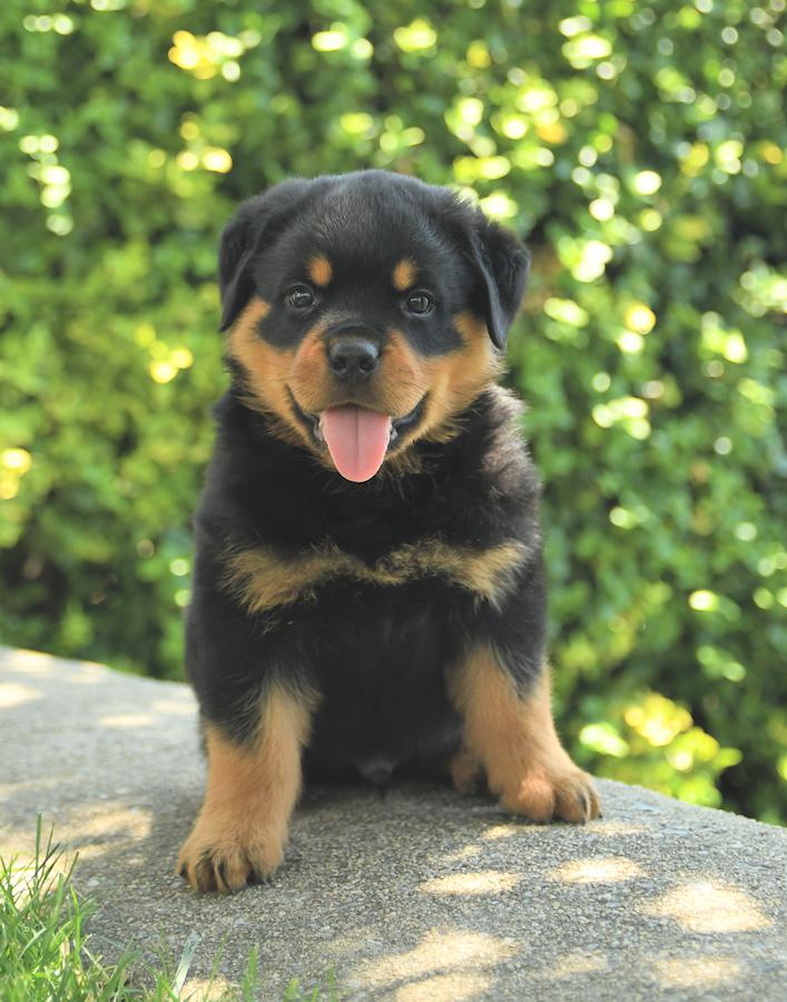 Are Rottweilers Good with Chickens?