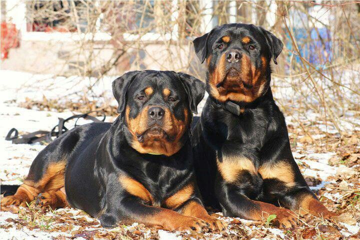 Rottweilers images