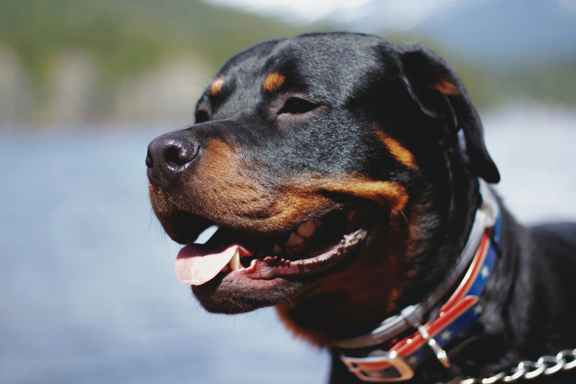 What is The Bite Force Of a Rottweiler?