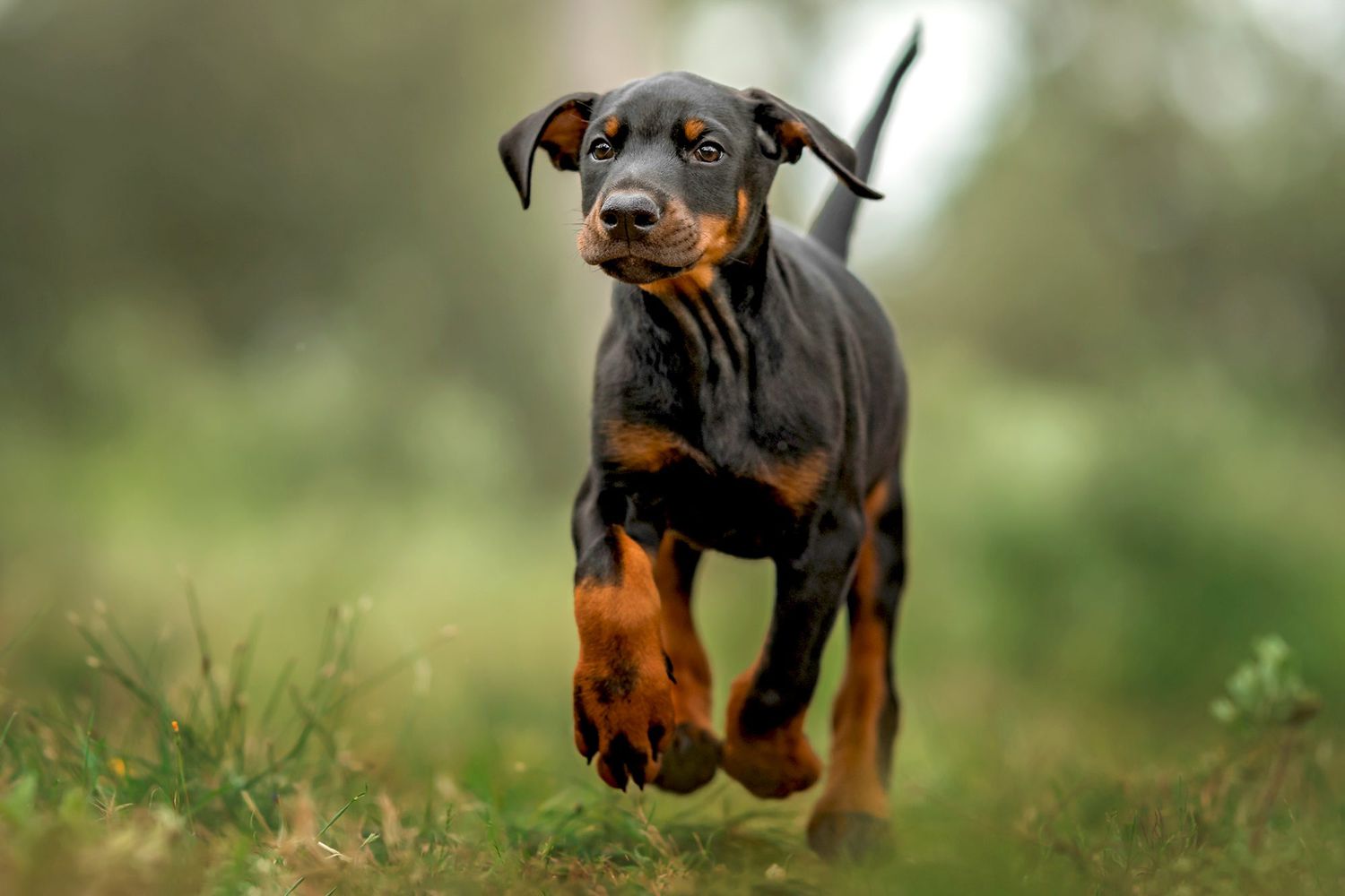 Rottweilers Have Lock Jaw