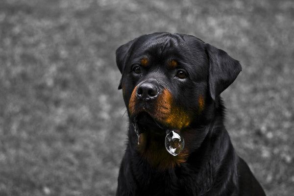 Do Rottweilers Drool? A Deep Dive into the Facts