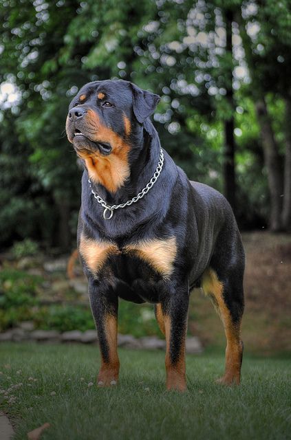 Rottweiler vs. Argentine Dogo: A Complete Guide