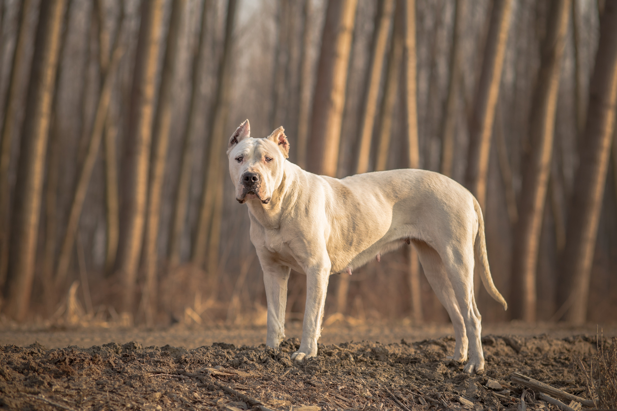 Rottweiler vs. Argentine Dogo: A Complete Guide