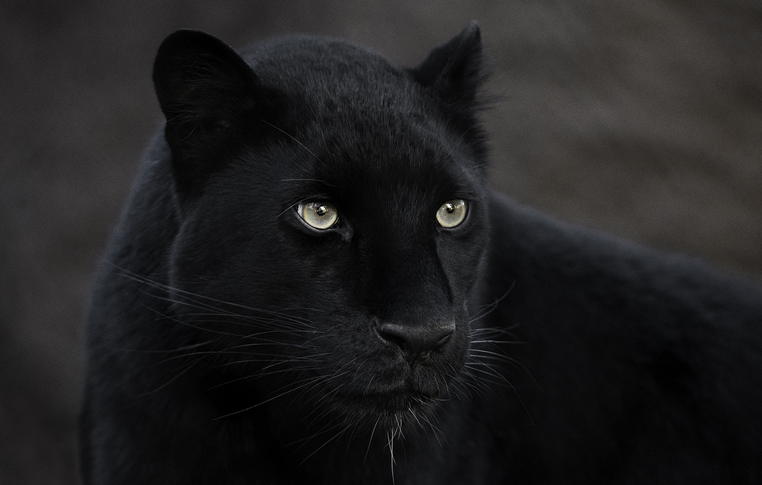 Panther images