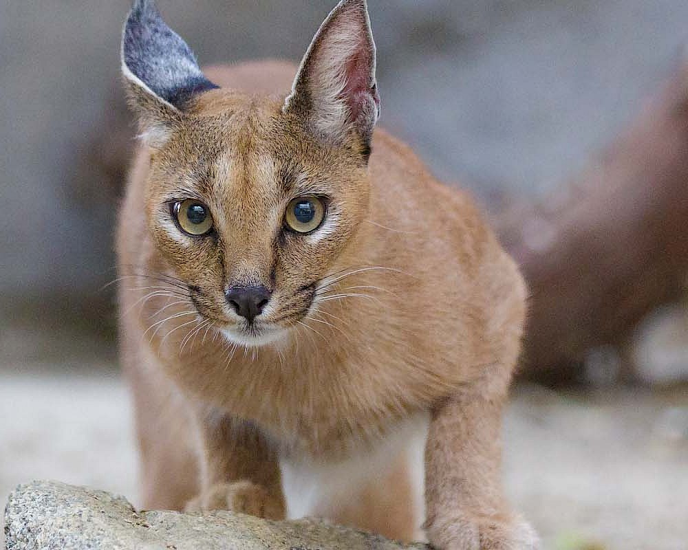 Caracal vs Rottweiler