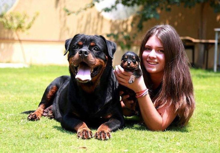 Caracal vs Rottweiler