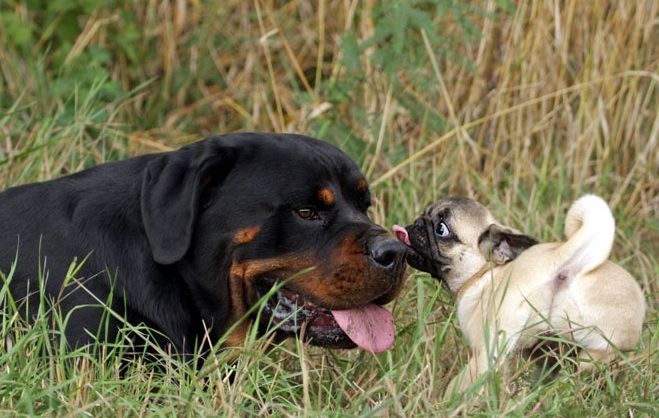 Boerboel Dog vs Rottweiler