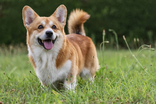 Pug vs Corgi 