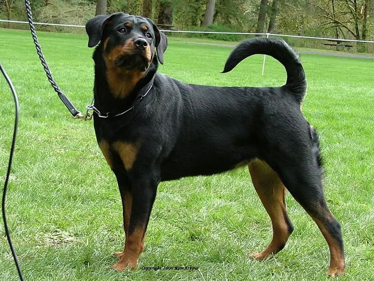 Rottweiler With Tail vs Without