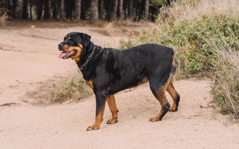 Rottweiler With Tail vs Without