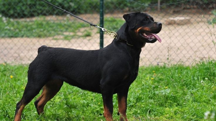 socialization are crucial aspects of raising a Rottweiler