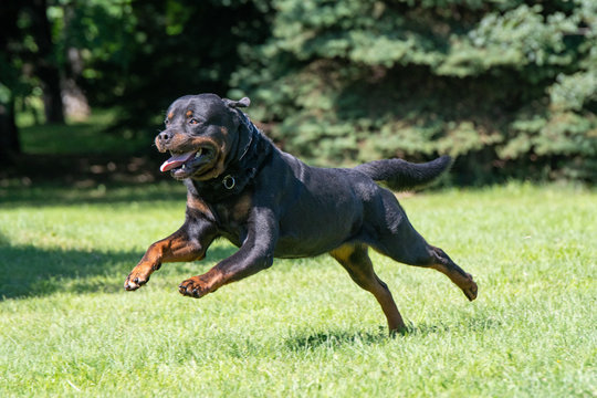 rottweiler running 