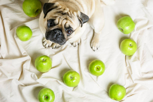 Incorporating Apples into Your Pug's Diet 