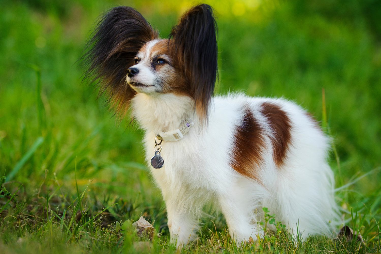 papillon dog