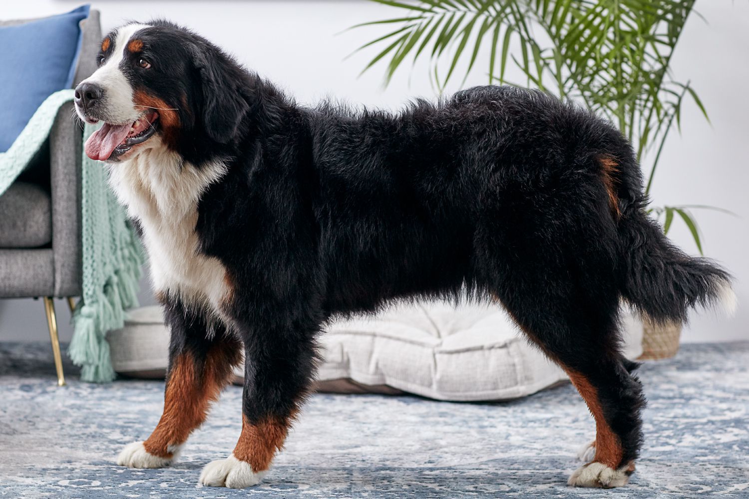 Bernese Mountain Dogs