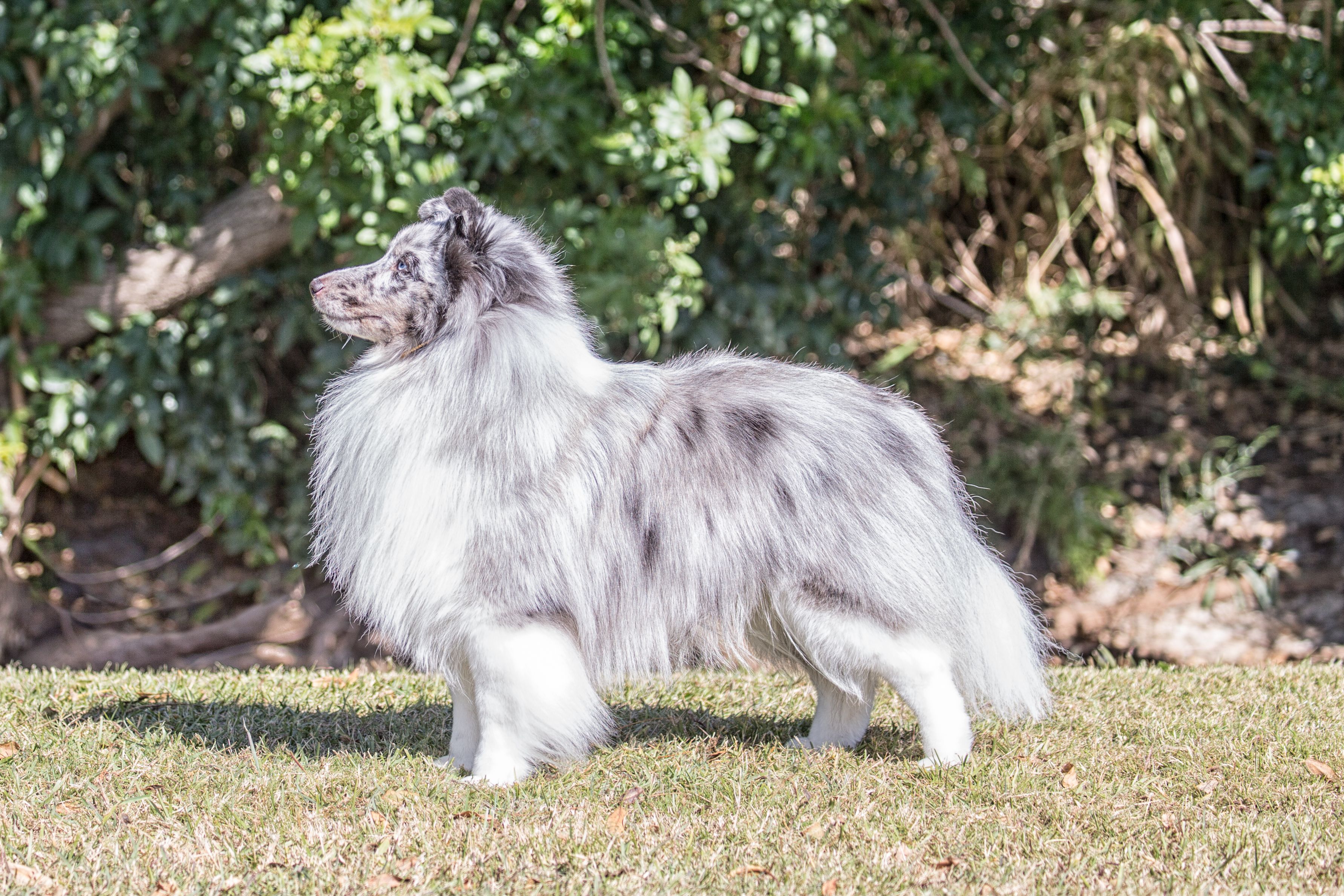 Pug vs Shetland Sheepdog