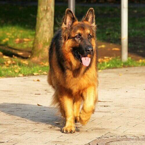 Pug vs German Shepherd