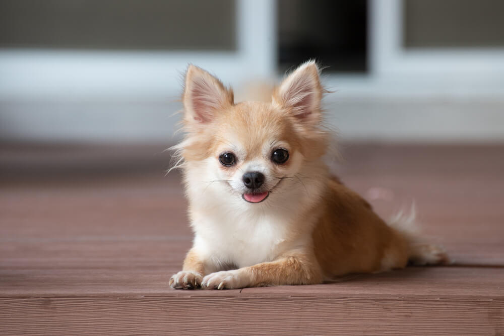 Chihuahua vs French Bulldog: Choosing the Right Small Breed for You