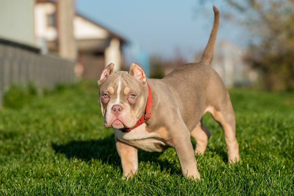 French Bulldog and a Pocket Bully