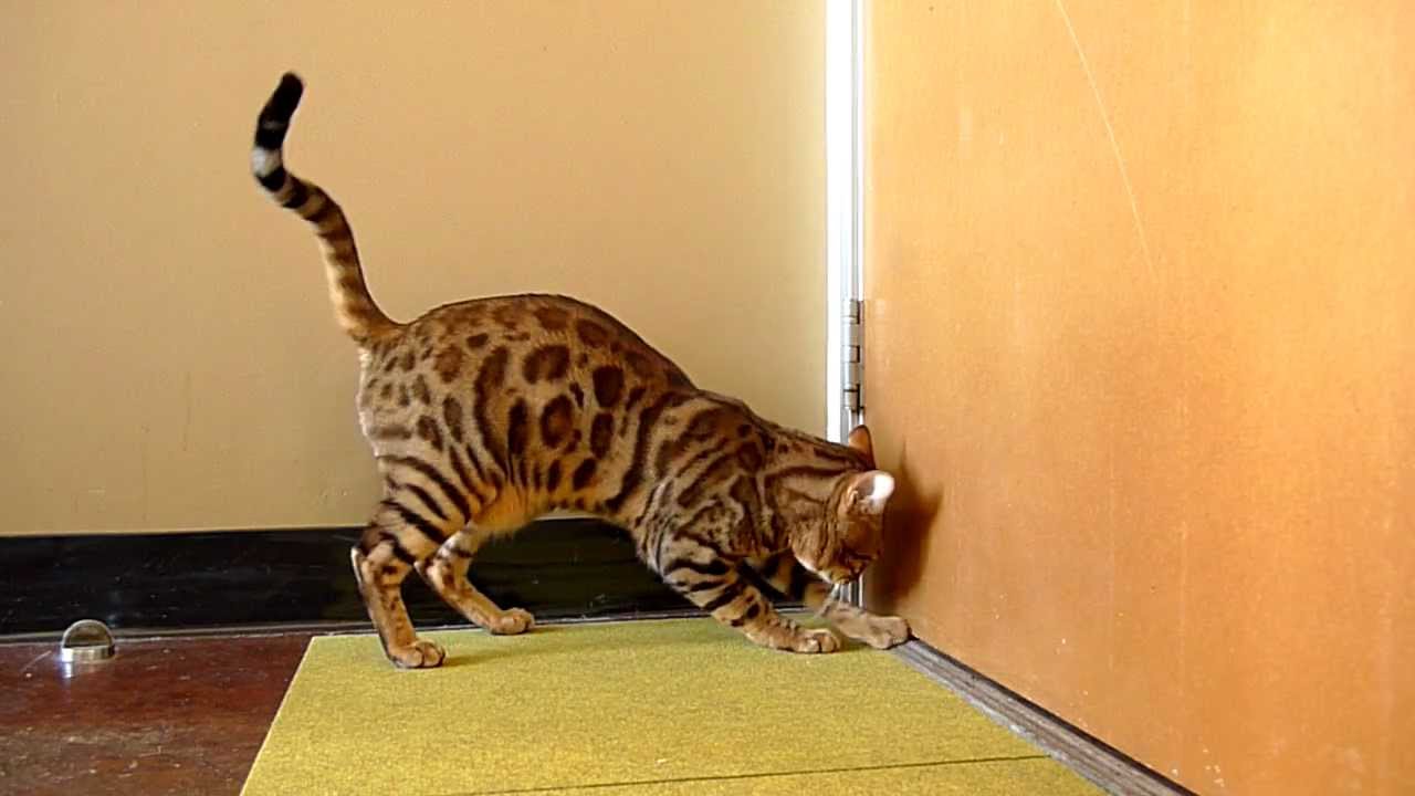 How Big Teacup Bengal Cats Get? 