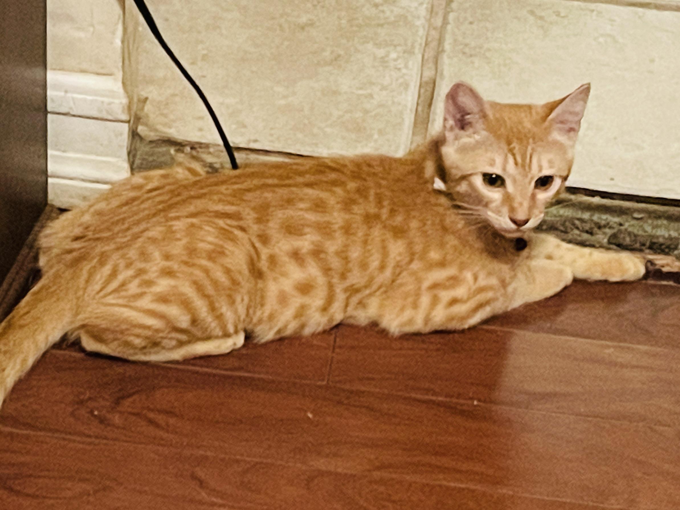 What is a Bengal Cat Mixed With