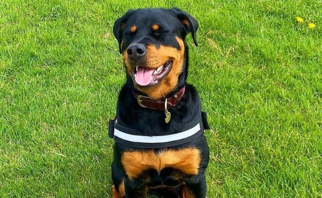 Rottweiler Exercise Needs