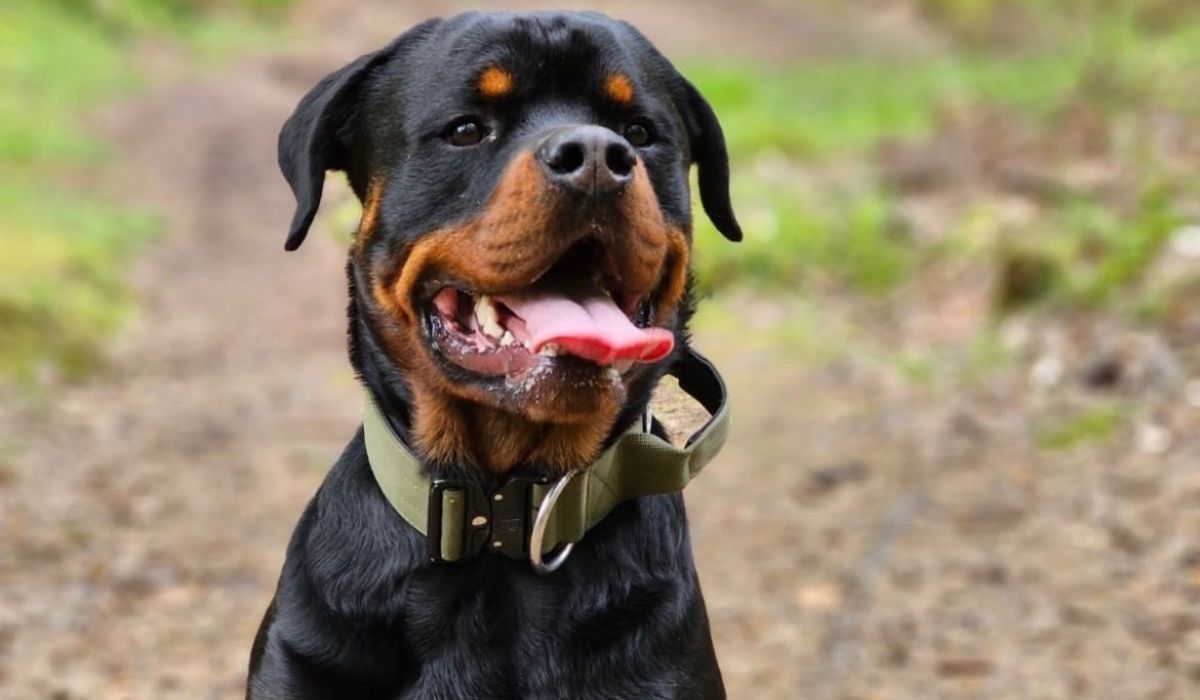 Rottweiler Exercise Needs