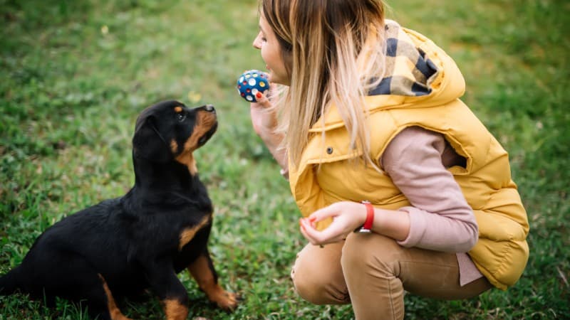 Rottweiler Exercise Needs