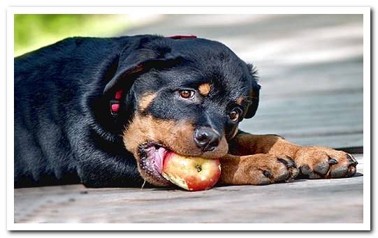 Rottweiler Diet and Nutrition 