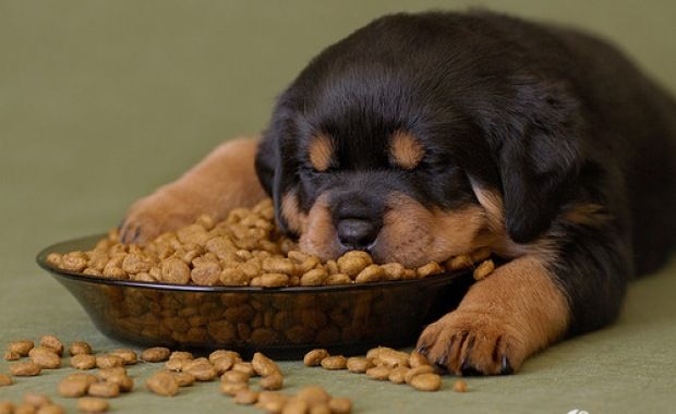 Rottweiler Diet and Nutrition A Complete Guide to Optimal Health