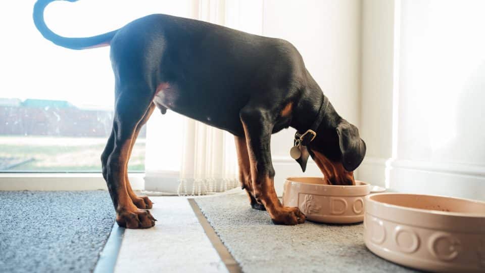 Rottweiler Diet and Nutrition A Complete Guide to Optimal Health