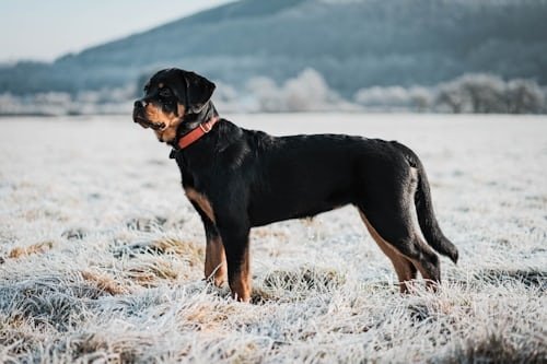 Essential Rottweiler Socialization Techniques