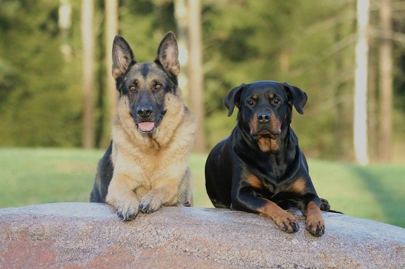 Essential Rottweiler Socialization Techniques