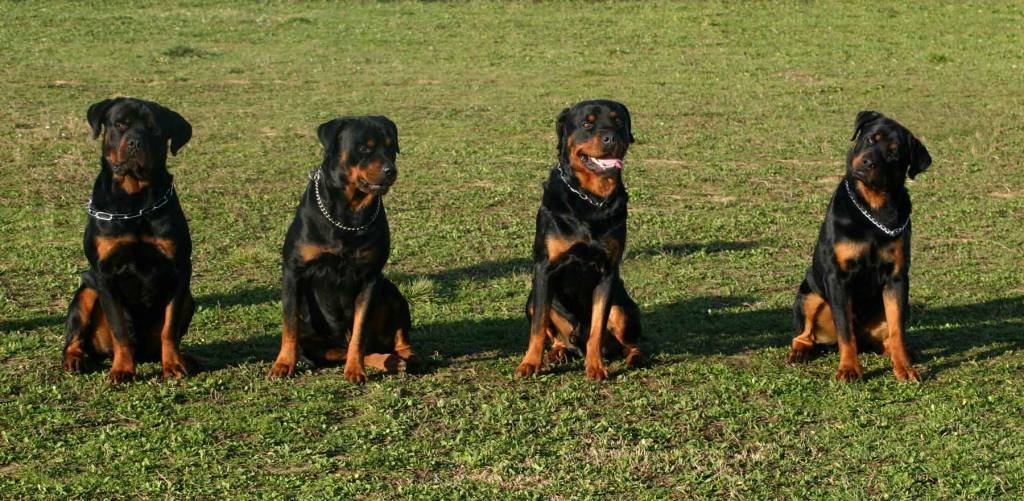 Essential Rottweiler Socialization Techniques