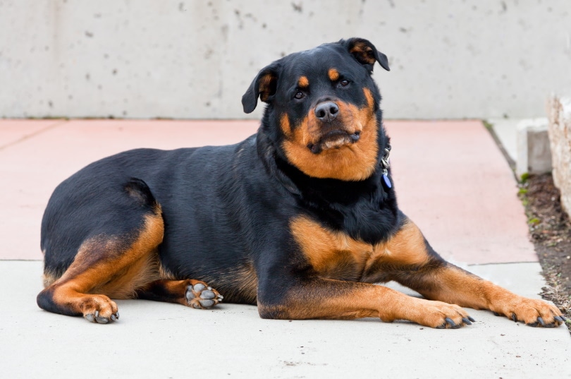 Rottweiler Dental Health