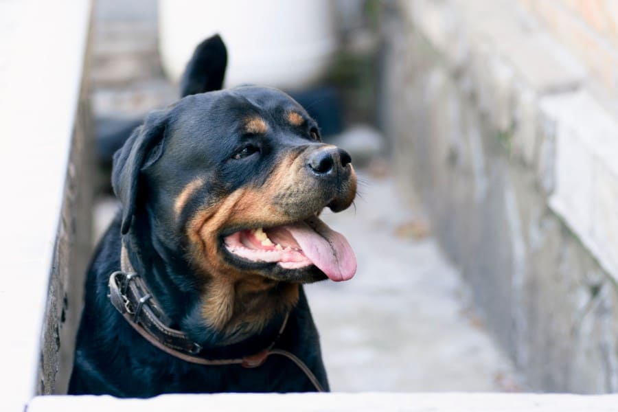 Rottweiler Dental Health