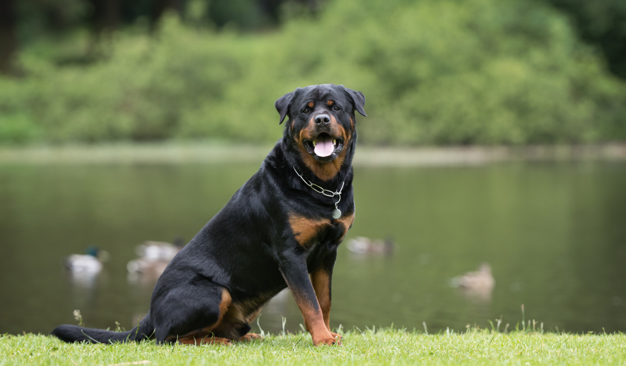 Rottweiler Guarding Instincts