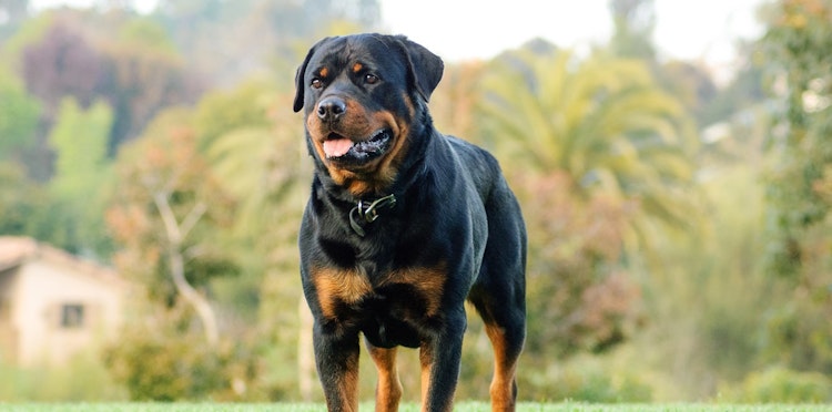 Rottweiler Guarding Instincts