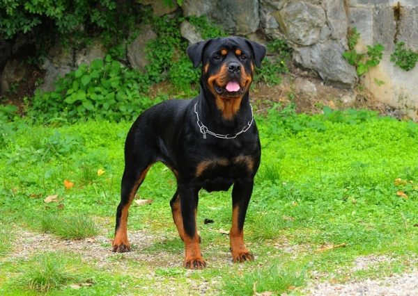 Rottweiler Guarding Instincts