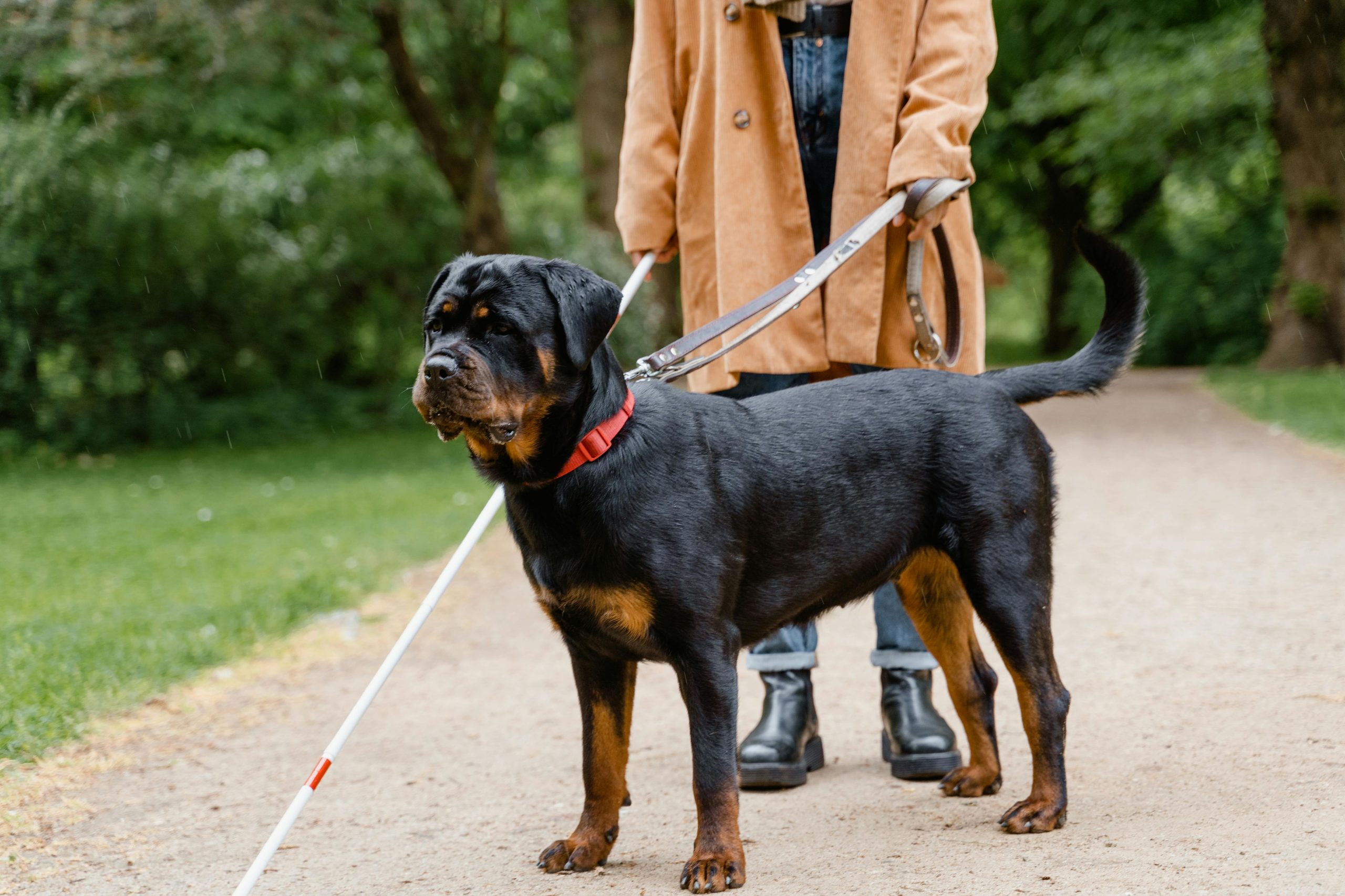 Rottweiler Guarding Instincts