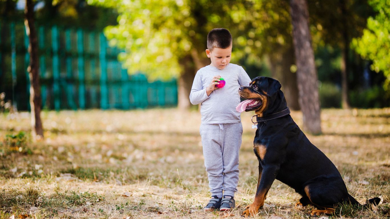 Rottweiler Interaction with Children