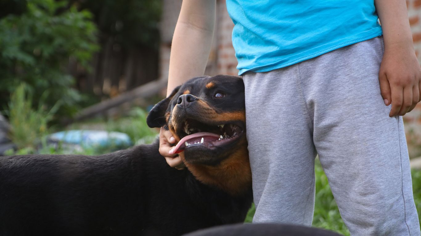 rottweiler 