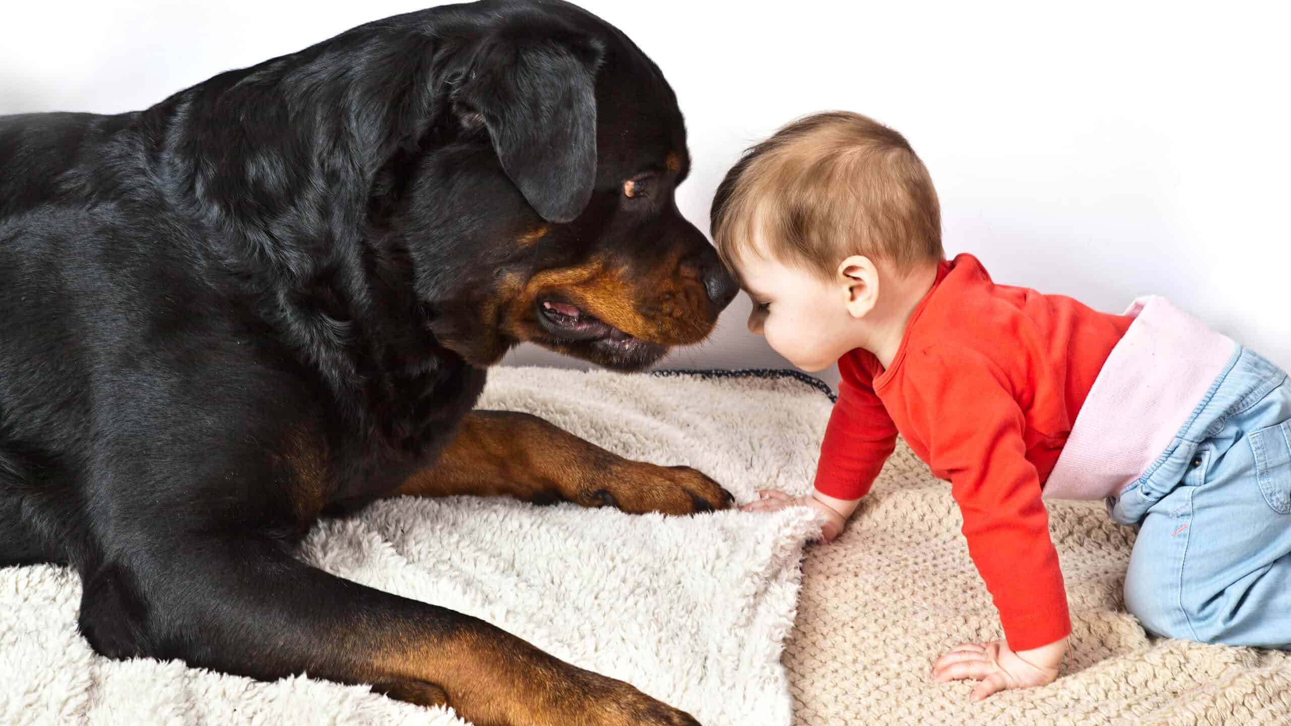 Rottweiler Interaction with Children